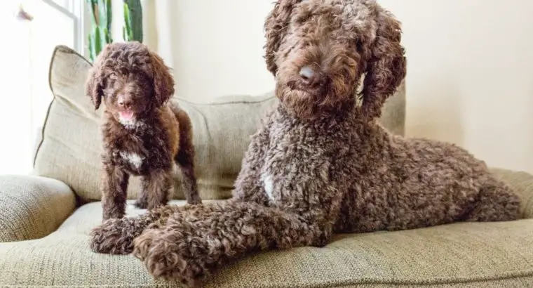 Hypoallergenic Poodle Mixes - Everything You Need to Know