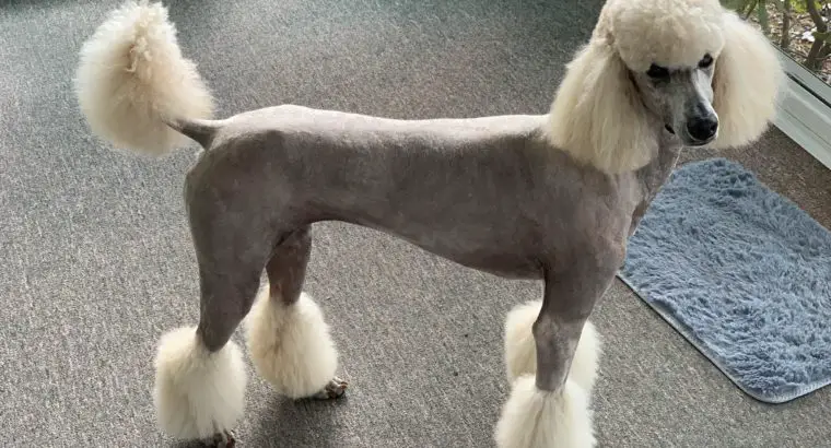 Shaved Poodle, Is It Necessary?