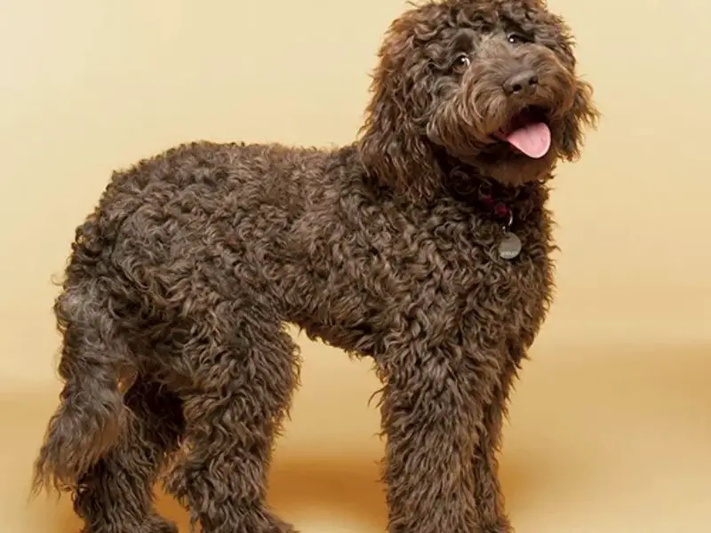 Best Poodle Mix for Allergies Labradoodle