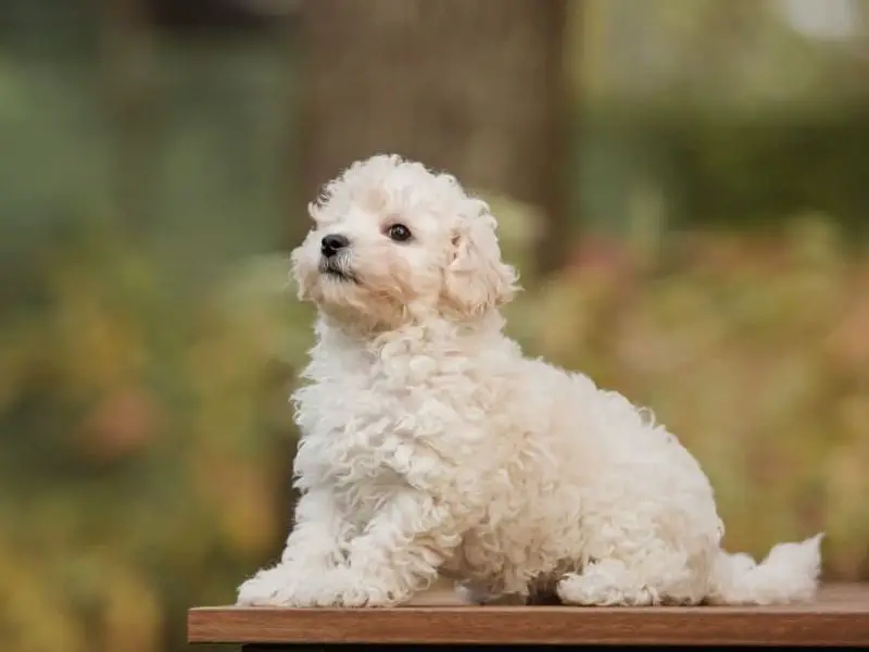 Best Poodle Mix for Allergies Maltipoo