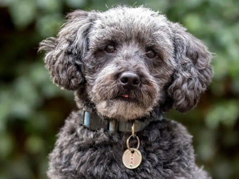 Best Poodle Mix for Allergies Schnoodle