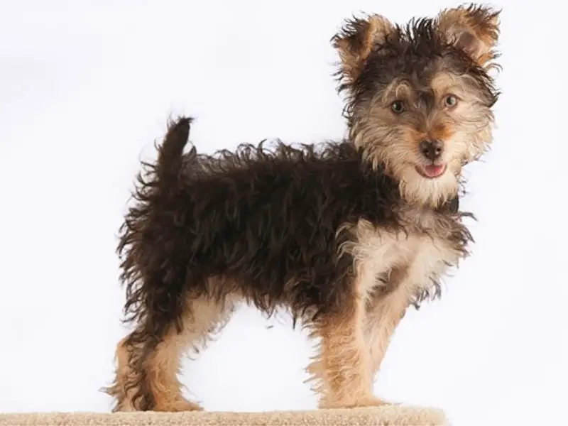Best Poodle Mix for Allergies Yorkipoo