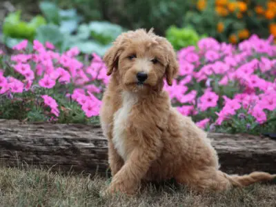 Best Poodle Mix for Allergies