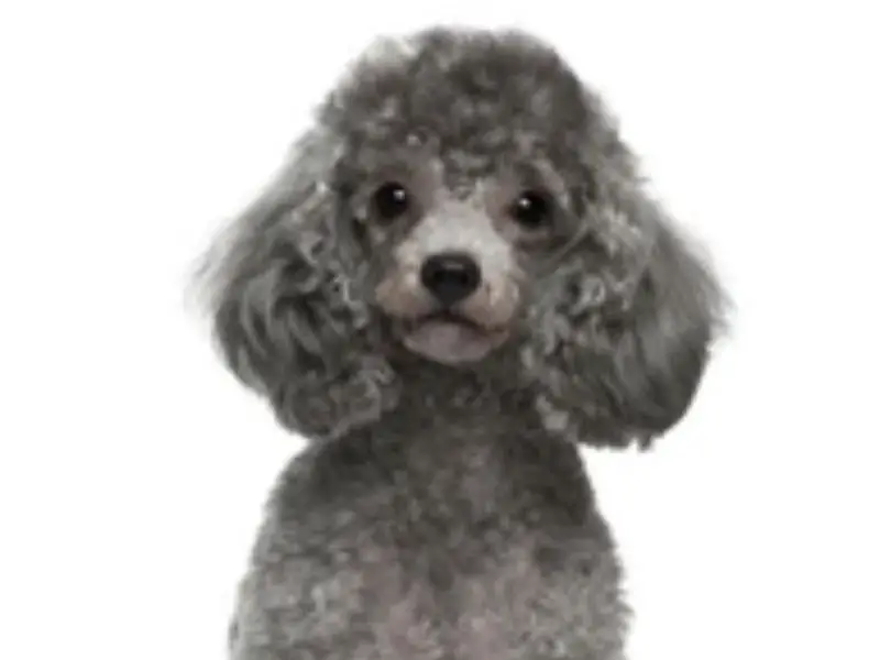 grey poodle