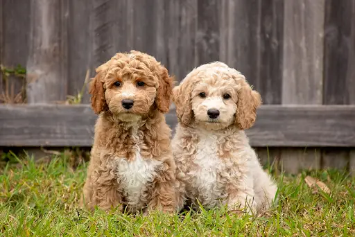 Best Poodle Breeders in Florida: Finding Your New Puppy