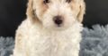 Paxton Male Miniature Poodle Puppy