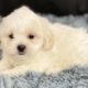 Riley Male Shih-Poo Puppy
