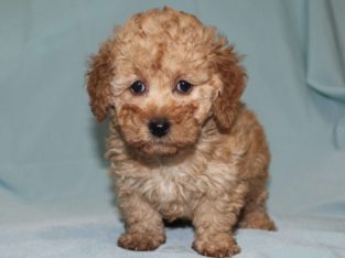 Sophie Female Toy Poodle Puppy