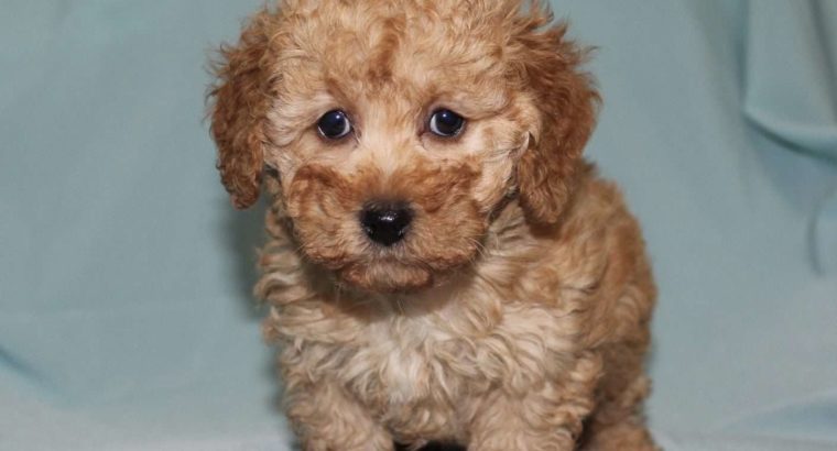 Sophie Female Toy Poodle Puppy