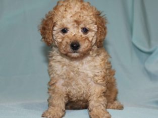 Sweetie Female Toy Poodle Puppy