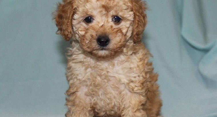 Sweetie Female Toy Poodle Puppy