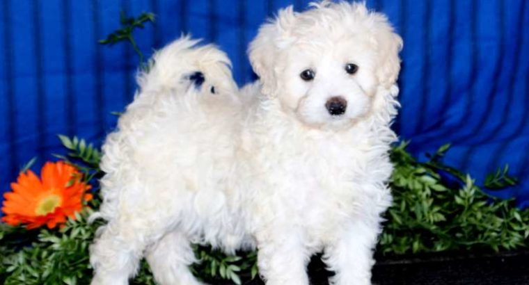 Sweets Female Miniature Poodle Mix Puppy