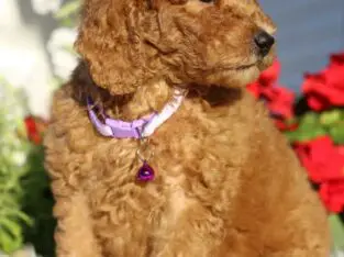 AKC Oakley                   Female Miniature Poodle Puppy