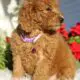 AKC Oakley                   Female Miniature Poodle Puppy