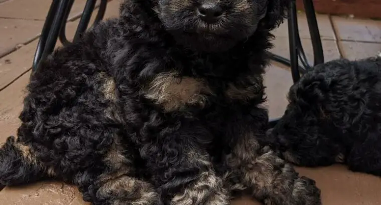 Aston                    Female Miniature Poodle Puppy