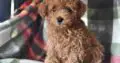 Brittany                   Female Miniature Poodle Puppy