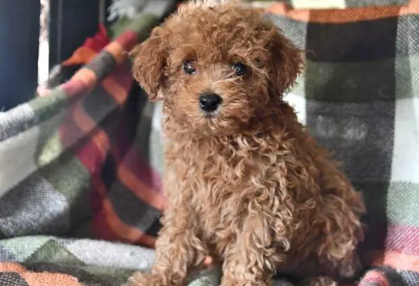 Brittany                   Female Miniature Poodle Puppy
