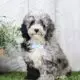 Dexter                    Male Miniature Poodle Puppy