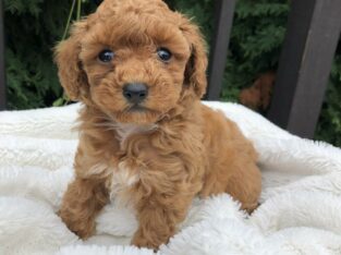 Ginger Female Miniature Poodle Puppy