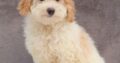 Keith                   Male Miniature Poodle Puppy