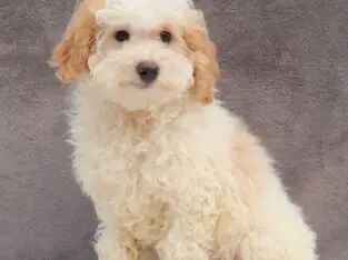 Keith                   Male Miniature Poodle Puppy
