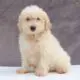 Kory                   Male Miniature Poodle Puppy
