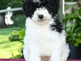 Mickey                   Male Miniature Poodle Puppy