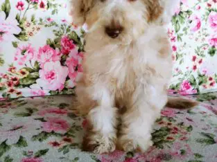 Nolan Male Miniature Poodle Puppy