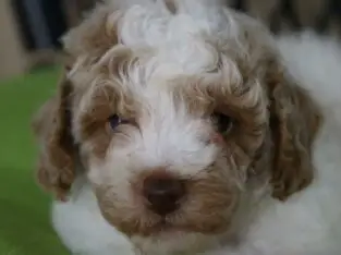 Rocky Male Miniature Poodle Puppy