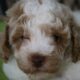 Rocky Male Miniature Poodle Puppy