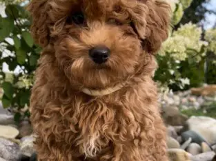 Rosie                   Female Miniature Poodle Puppy