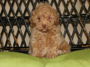 Ruby Male Miniature Poodle Puppy