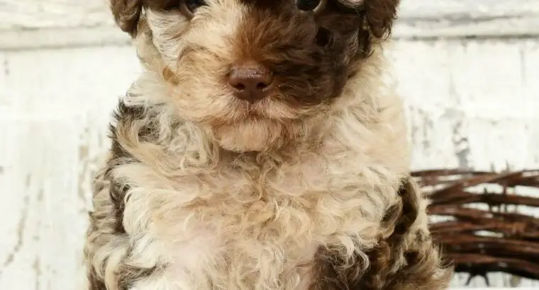 Sammy                   Male Miniature Poodle Puppy