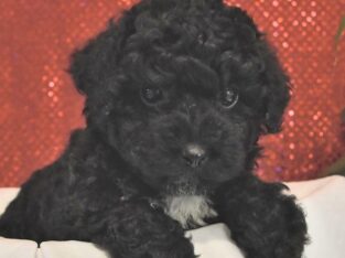 Star                   Female Miniature Poodle Puppy