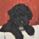 Star                   Female Miniature Poodle Puppy