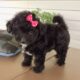Suzy                   Female Miniature Poodle Puppy