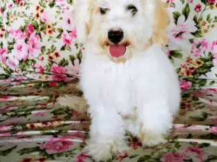 Whitey Female Miniature Poodle Puppy
