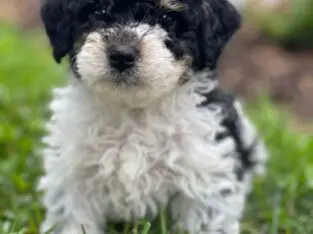 Admiral                   Male Miniature Poodle Puppy