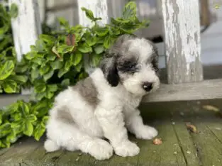 Auggie                   Male Miniature Poodle Puppy