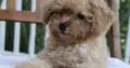 Buddy                   Male Miniature Poodle Puppy