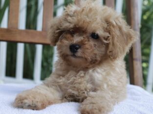 Buddy                   Male Miniature Poodle Puppy