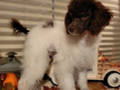 Dexter                   Male Miniature Poodle Puppy