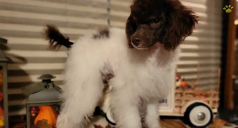 Dexter                   Male Miniature Poodle Puppy