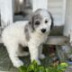 Holly                   Female Miniature Poodle Puppy