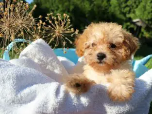 Lilly                   Female Miniature Poodle Puppy