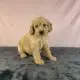 Maverick                   Male Miniature Poodle Puppy