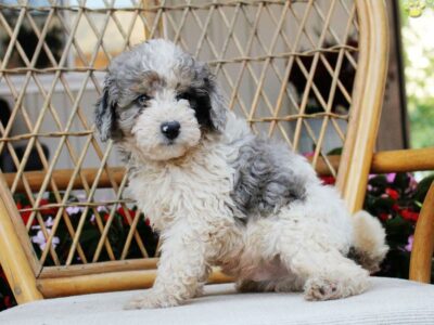 Max                   Male Miniature Poodle Puppy