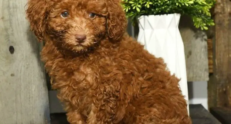 Nate                   Male Miniature Poodle Puppy