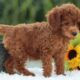Oscar                   Male Miniature Poodle Puppy