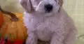 Pearl                   Female Miniature Poodle Puppy